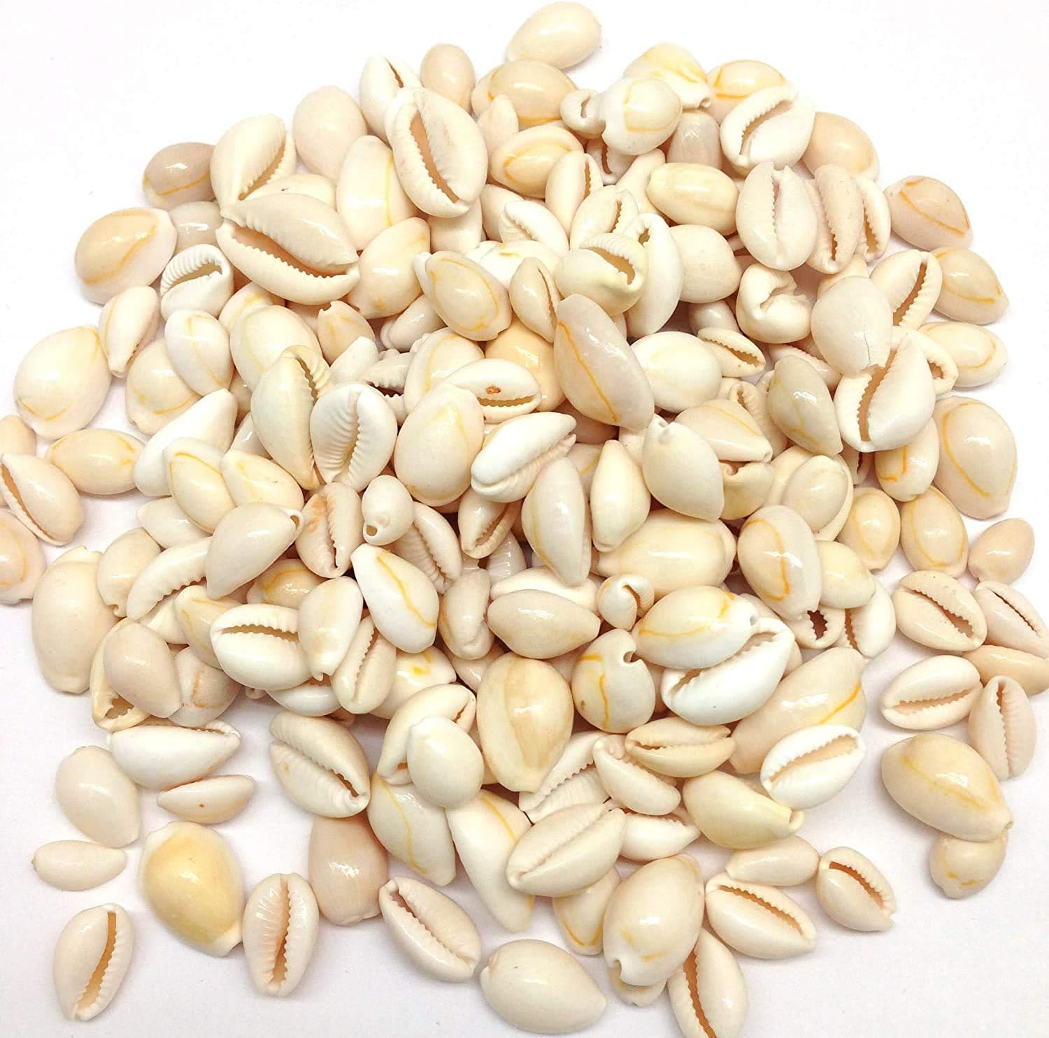 Cowrie Sepiya Pack of 30 Zero-Size Seashell