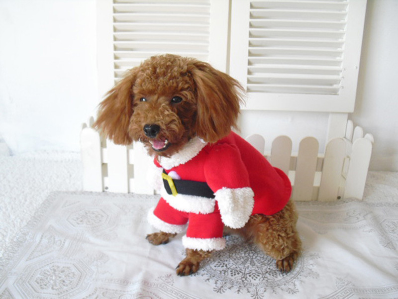 Little dog christmas outfits best sale