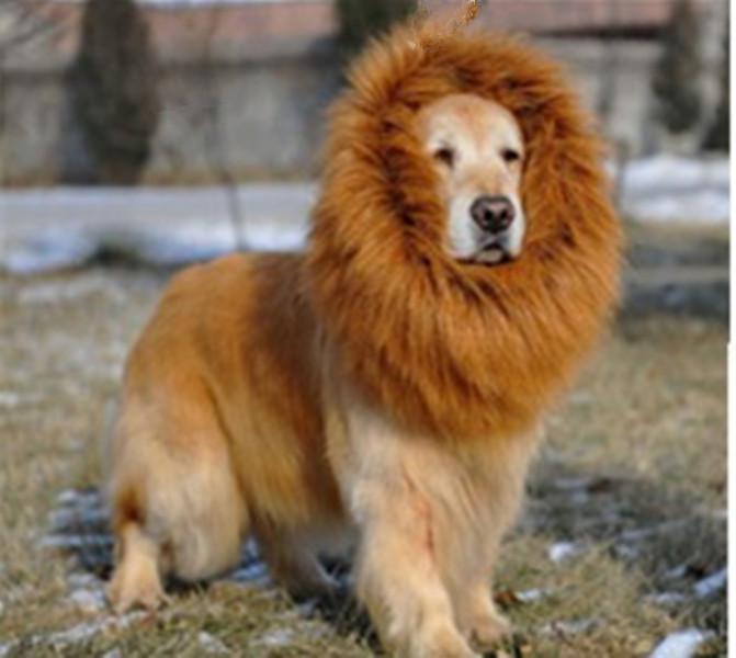 dog dressed like lion