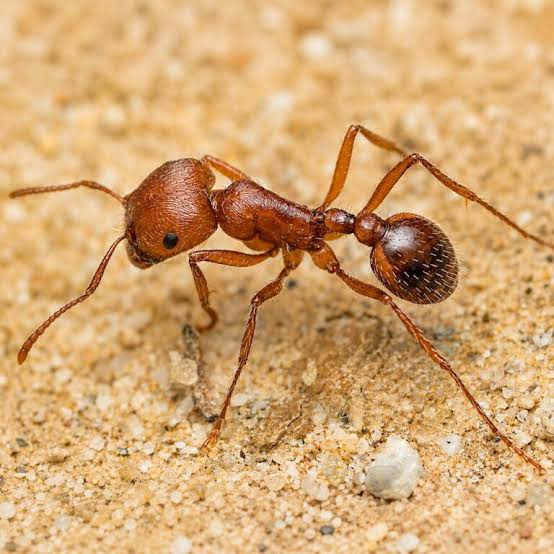 Ant Out (Ant Liquid Bait)