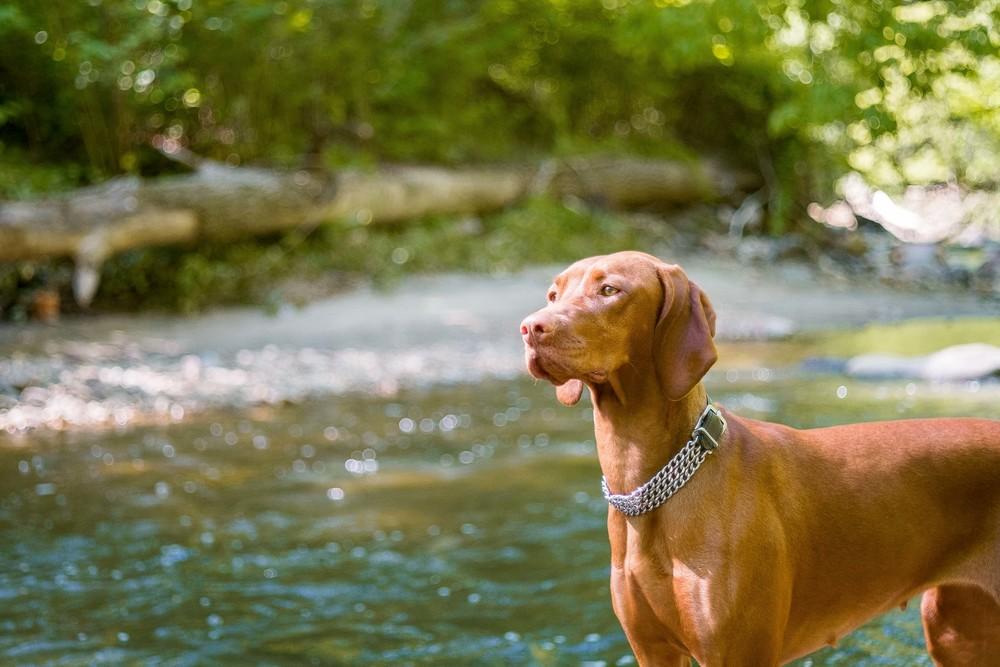 triple chain dog collar