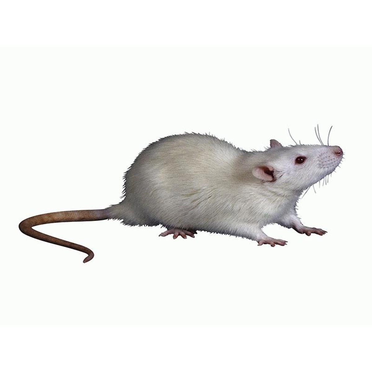 Hand holding and artificial mouse