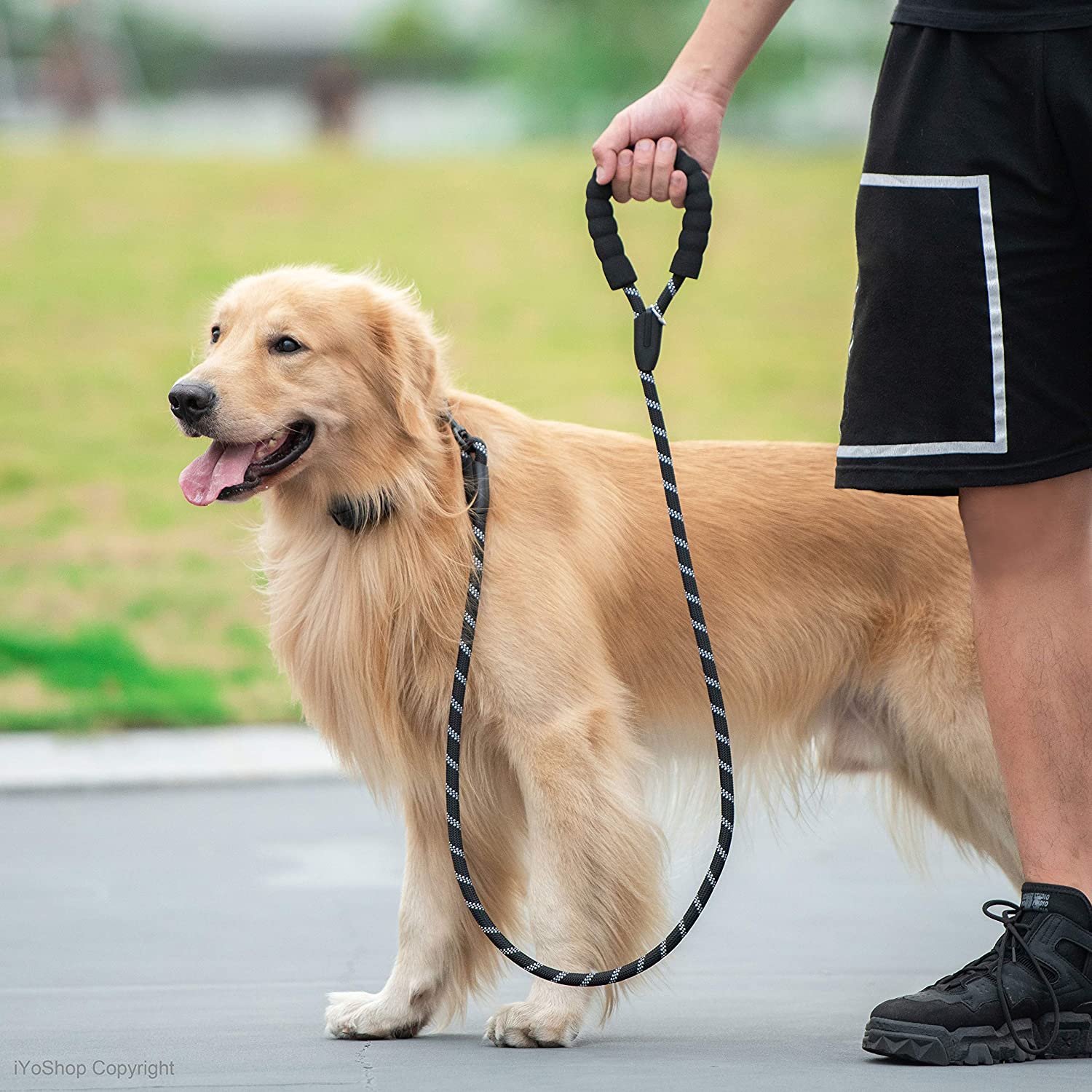 Gold collar cheap and leash