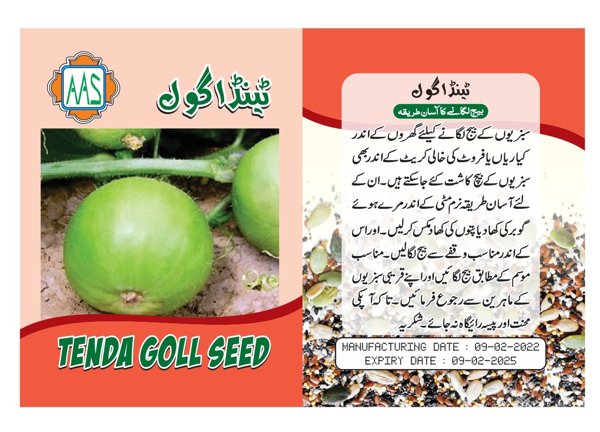 Tenda / Tinda (Green Round Squash) Kitchen Gardening Vegetable Seeds