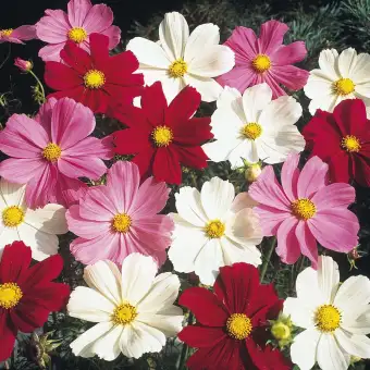Cosmos Mix Flower Seeds Buy Online At Best Prices In Pakistan Daraz Pk