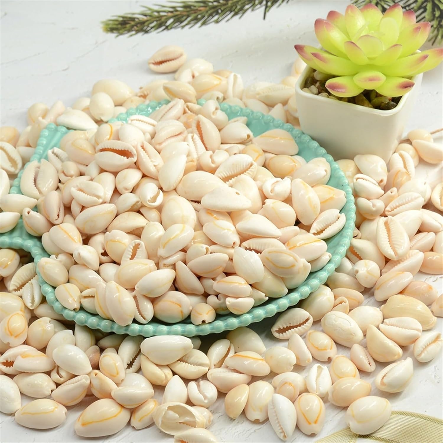 Cowrie Sepiya Pack of 30 Zero-Size Seashell