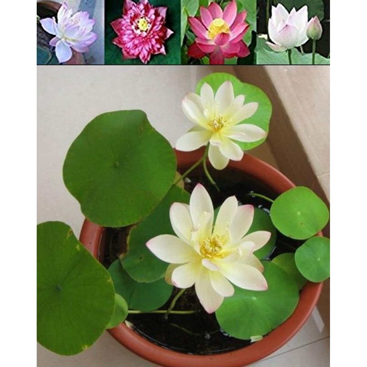 Lotu s (KANWAL) Aquatic Seeds Mix Colors