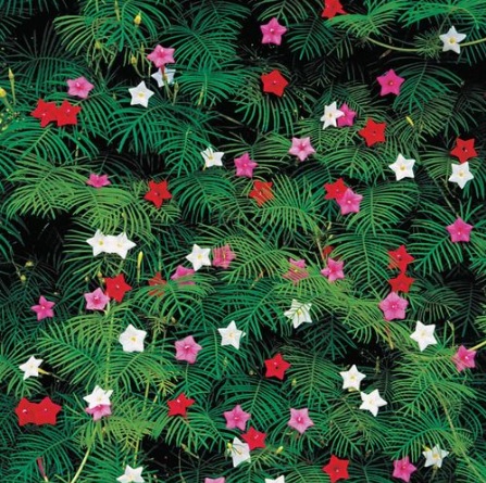 Cypress vine seeds star seeds flower seeds