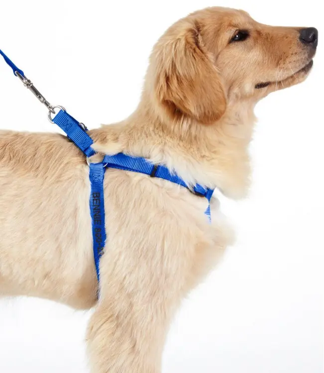 Golden shop retriever harness