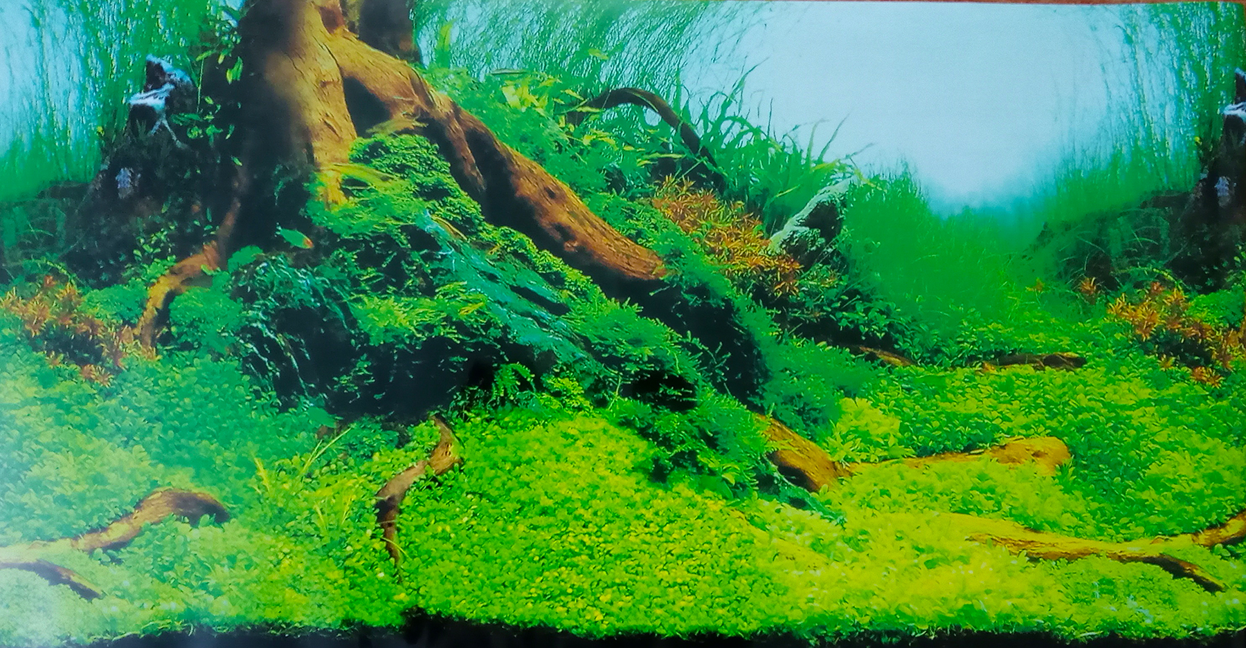 Aquarium backgrounds cheap for sale