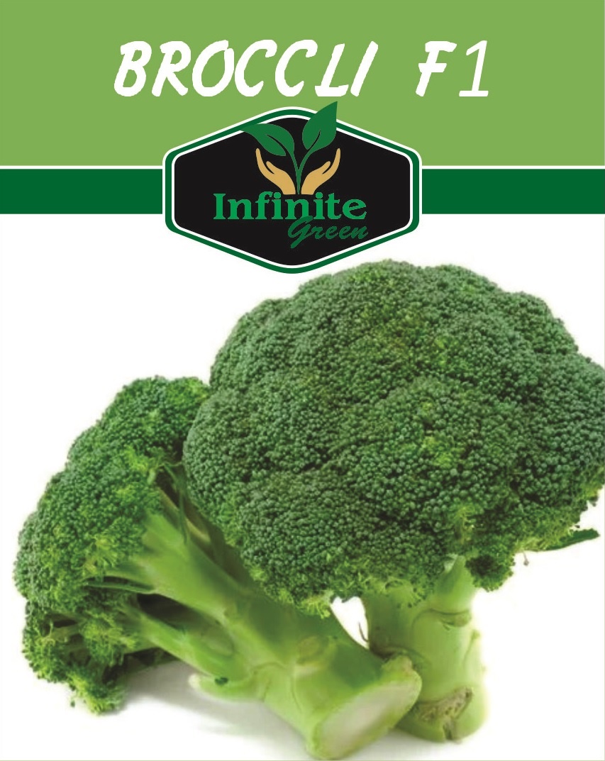 Broccoli F1 Hybrid Seeds SAKATA (30 Plus seeds) | Daraz.pk