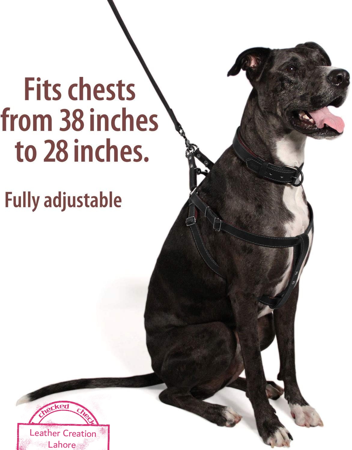 chest belt dog