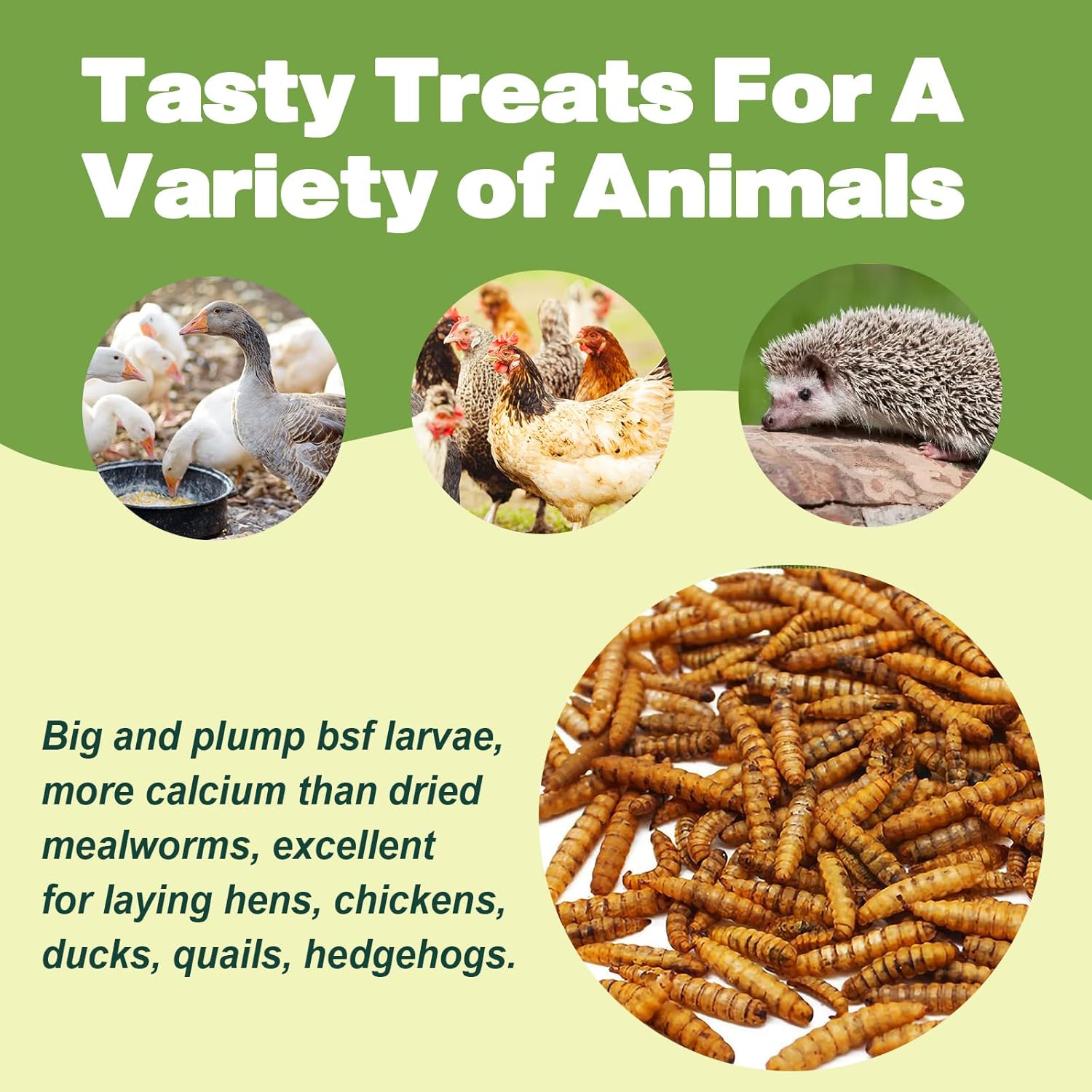 MEAL WORMS DRIED BSF LARVA /PROTEIN BITES PREMIUM QUALITY 100GM  / 250GM / 500GM / 1000GM FOR ALL TYPE OF BIRDS-FISHES & TURTLES