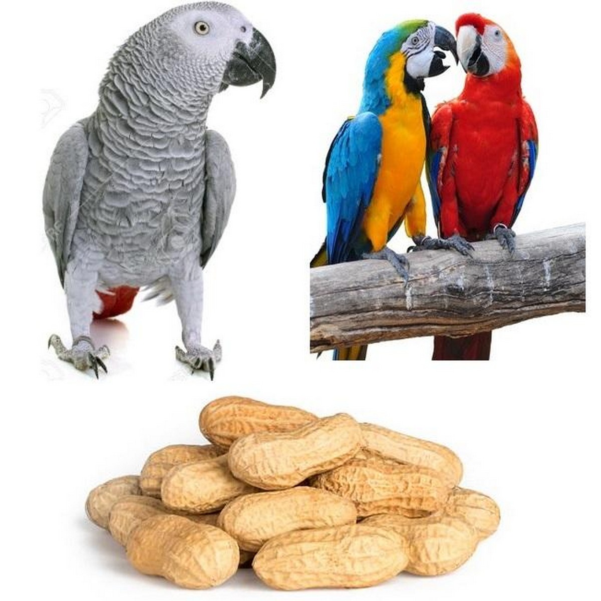 treats for macaws