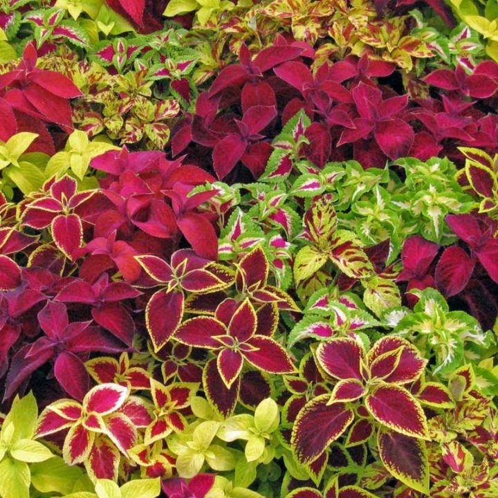 Coleuse Mix Summer Flower Seeds
