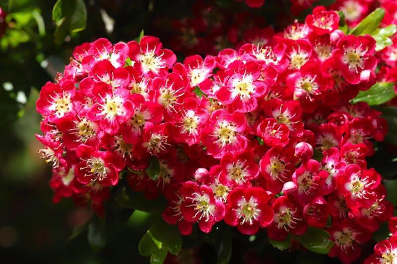 hawthorn-flower-meaning-in-urdu-best-flower-site