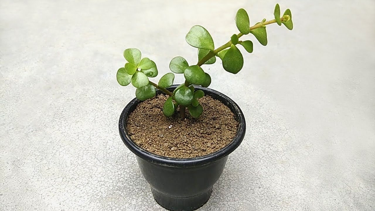 indoor plants pothos Neon Pothos – Vibrant Green Houseplant to Brighten Interior Spaces main image 1