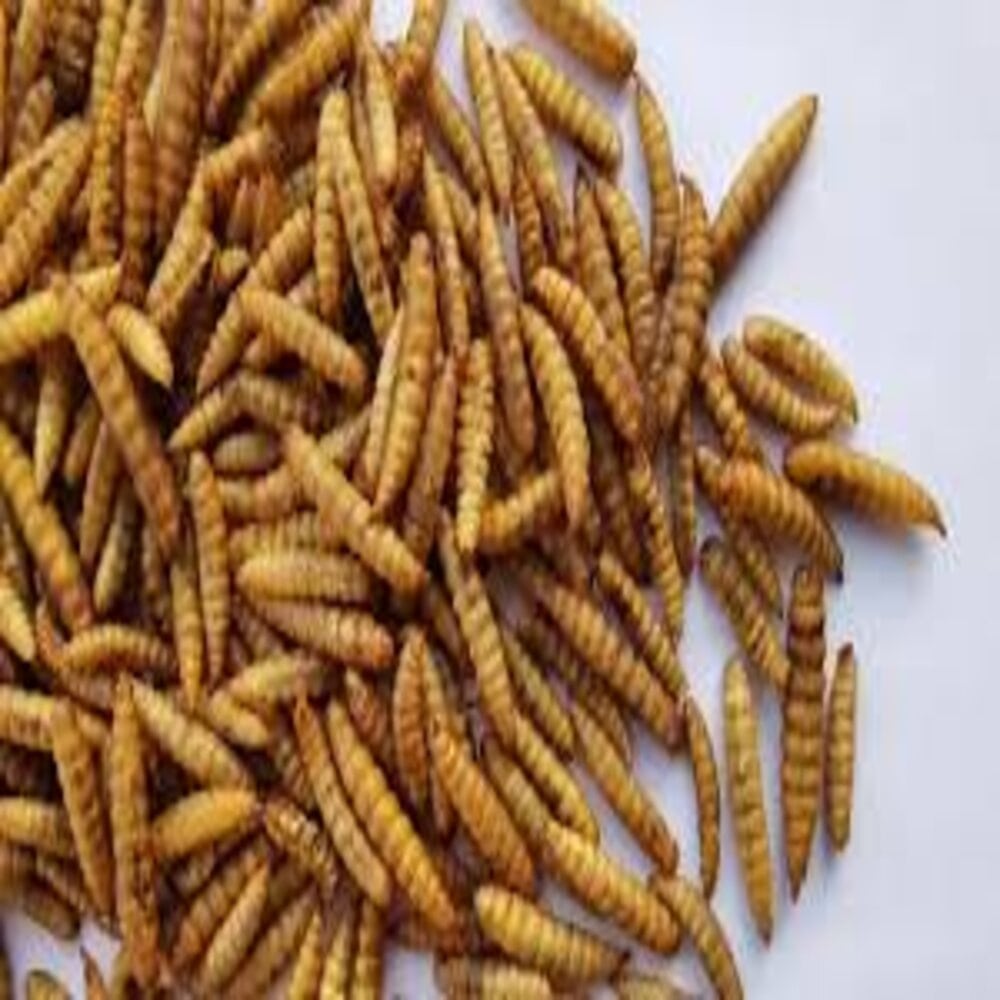 MEAL WORMS DRIED BSF LARVA /PROTEIN BITES PREMIUM QUALITY 100GM  / 250GM / 500GM / 1000GM FOR ALL TYPE OF BIRDS-FISHES & TURTLES