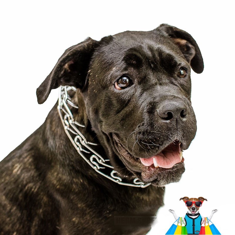 spike training collar