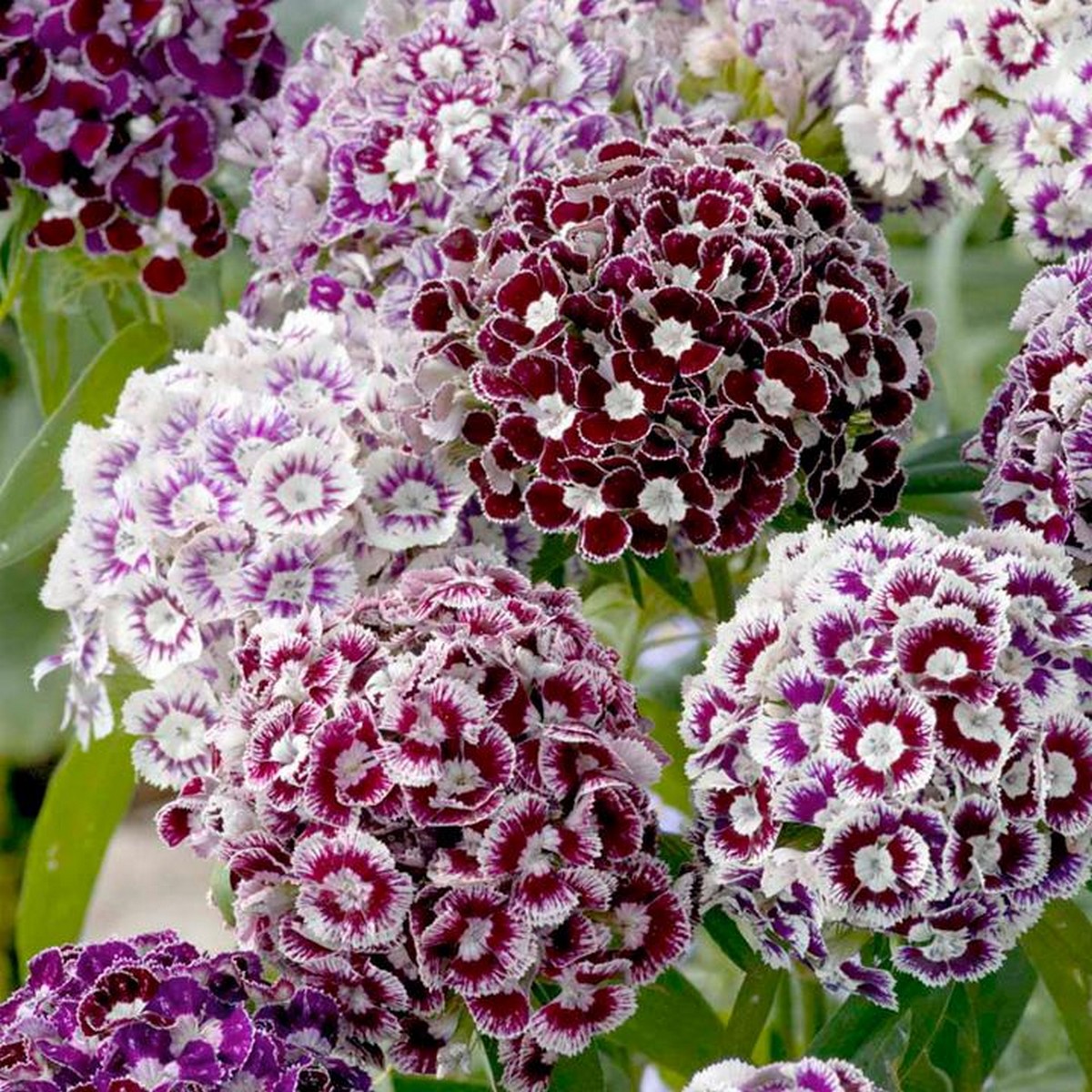Dianthus Flowe Seed, (Sweet Willium Seed)