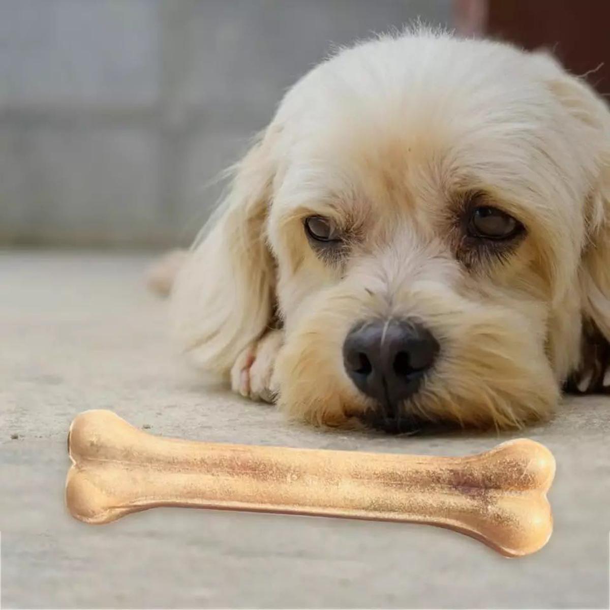Why Are Dogs Protective Over Bones