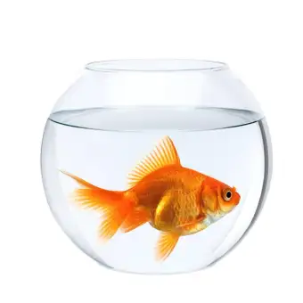 fish bowl buy online